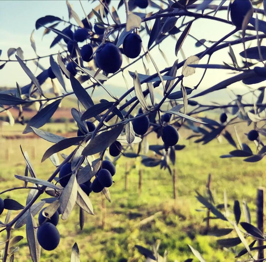 Monfra - Ospitalita Rurale, Vigneti E Cantina Vignale Zewnętrze zdjęcie